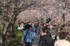 hanami 013ebigawa.jpg